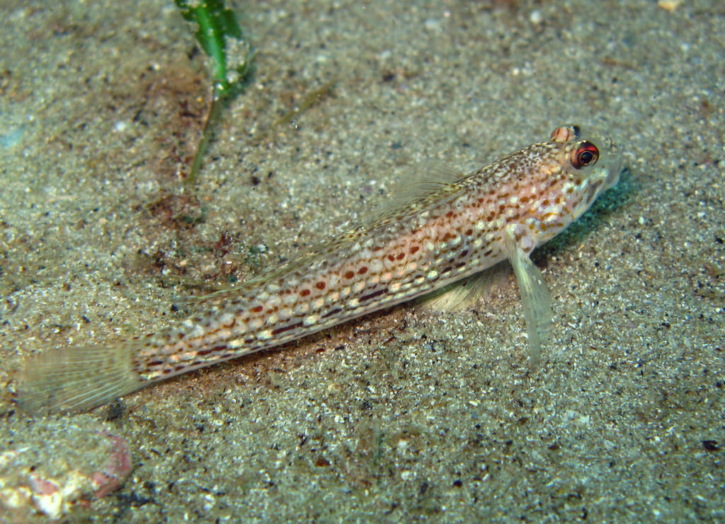 Istigobius hoesei